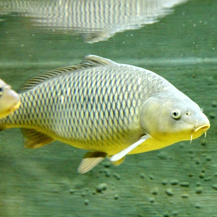 Vánoční kapr