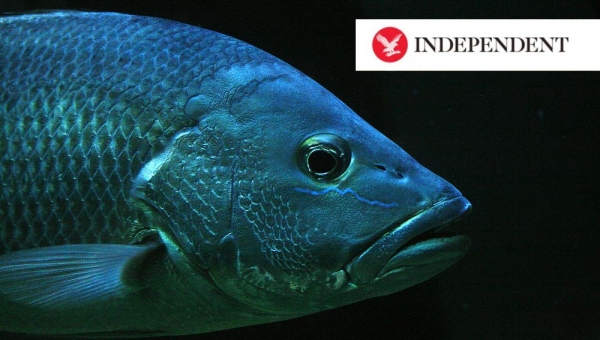 Ryby mohou cítit bolest stejně jako lidé, tvrdí výzkum (The Independent)